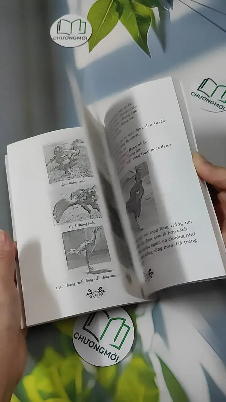 Kỹ Thuật Nuôi Gà Đá - Nguyễn Hoàng 780864