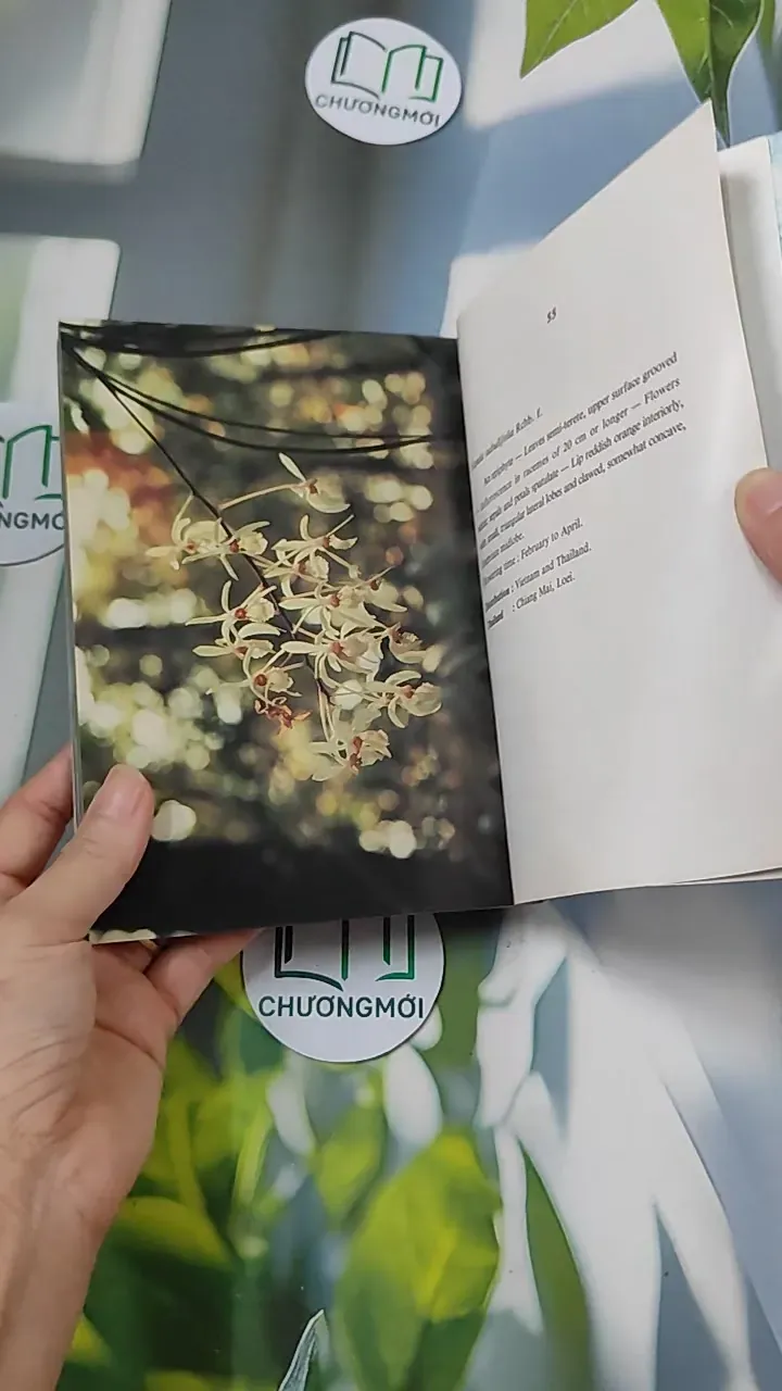 [XƯA] Flowers in Thailand Vol. 12 (1986) - Somsak Sukwong 754504