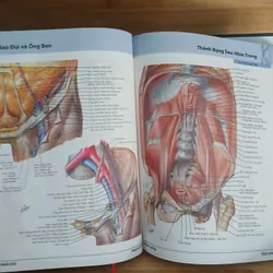 Atlas Giải Phẫu Người (Ấn Bản Lần Thứ 5) - Frank H. Netter, MD 570689