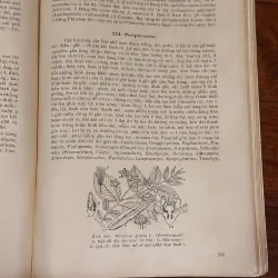 [sách quý] Những Họ Thực Vật Có Hoa (1975) 931249