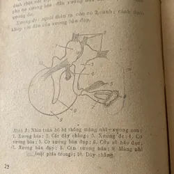 Vấn đề hồi phục chức năng cho người điếc, Phạm Kim 709412