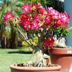 Bịch 10 hạt giống hoa sứ Thái Lan Bonsai cây lùn thân to mix màu hồng trắng – Mã số 1115