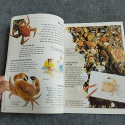 BỜ BIỂN - TỦ SÁCH KHÁM PHÁ 559713