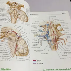 ATLAS GIẢI PHẪU NGƯỜI 6 695043