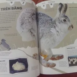 Băng - Những Câu Chuyện Ly Kỳ Từ Một Thế Giới Đang Dần Biến Mất 1009870