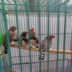 Chim manh manh Nhật trống bông cúc tóc xù - tuổi sinh sản - khoẻ mạnh 994747