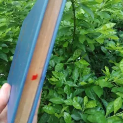 Cây sáo nàng Tan tập truyện Albania 1004721