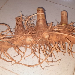 Củ cát lồi - củ cây mía dò, củ tươi  503471