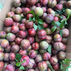 Mận hậu Sơn la  1009592