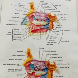 2. ATLAS GIẢI PHẪU NGƯỜI  470949