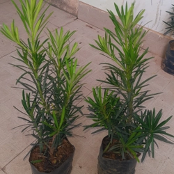 Cây tùng La Hán, chiều cao 40cm, như hình chụp  501590