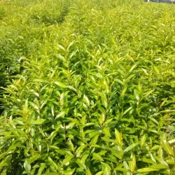 Lá vối nếp tươi 758114