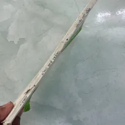 Bông Huệ Trắng - Nguyễn Việt Hồng - 1992s 996248