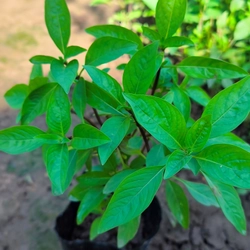 Chậu cây húng quế 478550