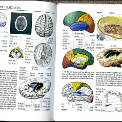 TẬP HÌNH ẢNH MỚI VỀ CẤU TRÚC CƠ THỂ NGƯỜI - VANIO VANNINI & GIULIANO POGLIANI 1044698