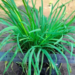 Chậu cây hẹ 478558