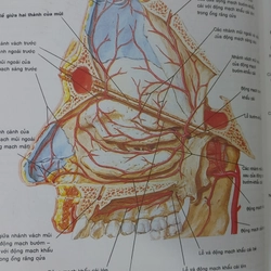 ATLAS GIẢI PHẪU NGƯỜI  541095