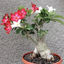 Cây hoa sứ kép Bonsai ghép 2 màu đỏ, trắng – Mã số 1792