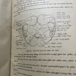 Bài giảng giải phẫu bệnh học - 2 tập, sách dày hơn 800 trang khổ lớn  1009096