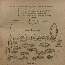 Nhãn khoa lâm sàng, Ngô Như Hoà chủ biên, lưu hành nội bộ 709169
