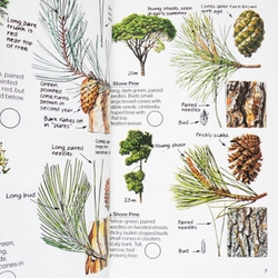 Usborne Spotter's Guides: Trees 461727