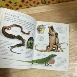 Pockets: Reptiles 1022230