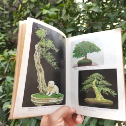 Bonsai Cây Kiểng Cổ - Trần Hợp 925345