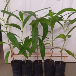 Combo 5 cây nhàu, chiều cao 25cm