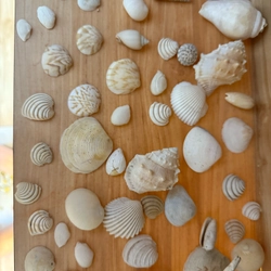 Combo Vỏ sò ốc làm đồ trang trí siu iu🐚 56 vỏ 508955
