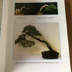 Chăm sóc tạo dáng bonsai toàn tập 973617