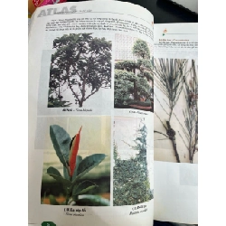 Atlas khuẩn lam, nấm, thực vật - Hoàng Thị Bé