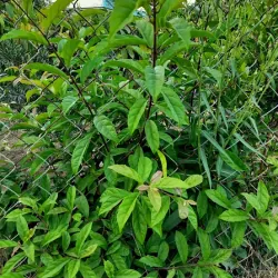 Lá xạ đen tươi