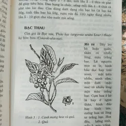 CÂY THUỐC TRỊ BỆNH THÔNG DỤNG - PTS. VÕ VĂN CHI 996132