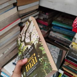 Trước nhà có cây hoàng mai 🌱 549231