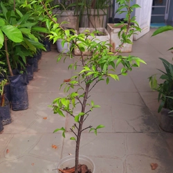 Cây mai chiếu thủy lá nhỏ, như hình chụp 78127