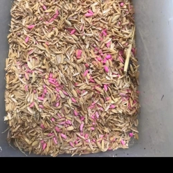 100 gói diệt chuột dạng trấu trộn sẵn,bả chuột trấu ngửi hàng nội địa trung ,gói 50 gam 501431