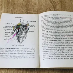 GIẢI PHẪU NGƯỜI - GIẢI PHẪU NGỰC BỤNG 989633