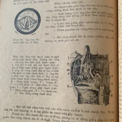 Tai mũi họng thực hành, hình vẽ minh hoạ, Võ Tấn 608499