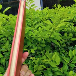 Thơ và từ của Mao Trạch Đông  960787