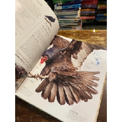 Wildlife of the world 1013762