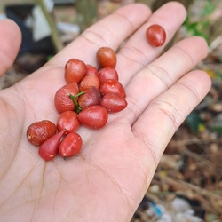 Hạt cây nguyệt quế phơi khô để gieo