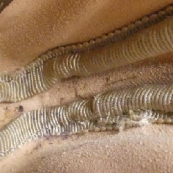 Túi đeo hông OPHIDIA 519308 96IWS của Gucci 608350