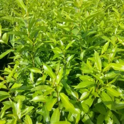 Lá vối nếp tươi 758114