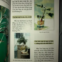 Kỹ thuật trồng hoa và cây lá trong nước 722961