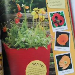 Ready, Steady, Grow! Quick and Easy Gardening Projects 1002061