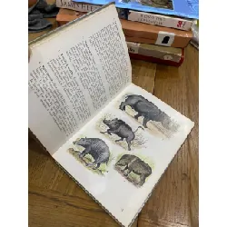 Animaux Exotiques 560699