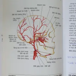 GIẢI PHẪU ĐẦU MẶT CO 752816
