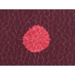 Bộ sản phẩm 羽織 2 điểm - Hàng hiệu Authentic 883714