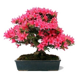 Hạt giống hoa Bonsai đỗ quyên – Bịch 10 hạt – Mã số 1521 213140