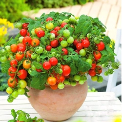 Hạt giống cây cà chua mini siêu trái cho trái quanh năm - 1250 338705